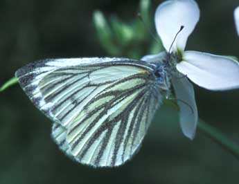 Pieris bryoniae Hb. adulte - ©Tristan Lafranchis