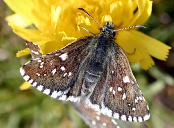 Pyrgus cacaliae Rbr adulte - ©Daniel Morel