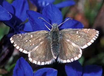 Pyrgus cacaliae Rbr adulte - Tristan Lafranchis