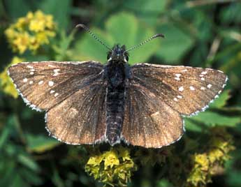 Pyrgus cacaliae Rbr adulte - ©Tristan Lafranchis