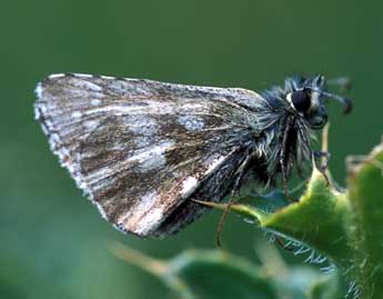 Pyrgus cacaliae Rbr adulte - Tristan Lafranchis