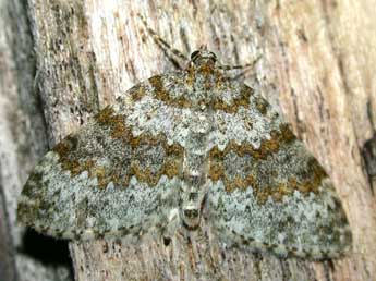 Entephria caeruleata Gn. adulte - Philippe Mothiron