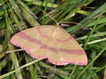 Rhodostrophia calabra Petagna adulte - ©Philippe Mothiron