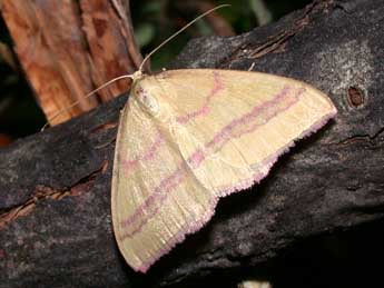 Rhodostrophia calabra Petagna adulte - Philippe Mothiron