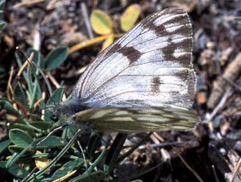 Pontia callidice Hb. adulte - Tristan Lafranchis