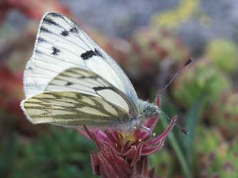 Pontia callidice Hb. adulte - Tristan Lafranchis