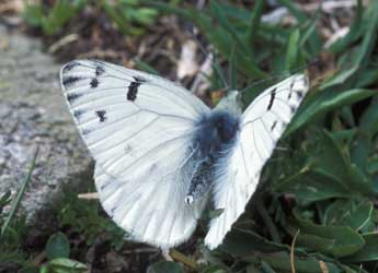 Pontia callidice Hb. adulte - Tristan Lafranchis