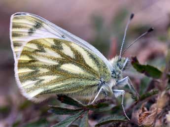 Pontia callidice Hb. adulte - Daniel Morel