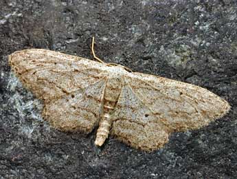 Idaea calunetaria Stgr adulte - Daniel Morel