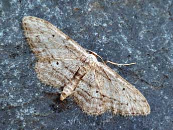 Idaea calunetaria Stgr adulte - ©Daniel Morel