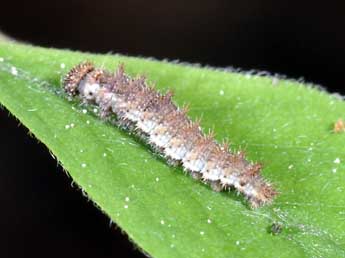  Chenille de Limenitis camilla L. - Philippe Mothiron