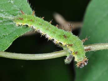  Chenille de Limenitis camilla L. - Philippe Mothiron