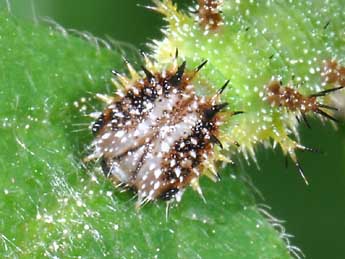  Chenille de Limenitis camilla L. - ©Philippe Mothiron