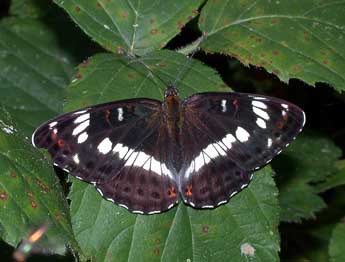 Limenitis camilla L. adulte - Philippe Mothiron