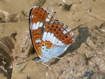 Limenitis camilla L. adulte - Philippe Mothiron