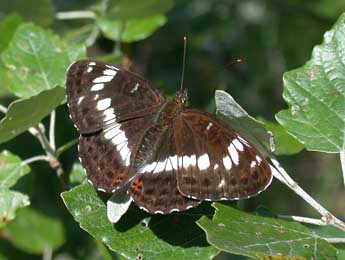 Limenitis camilla L. adulte - Philippe Mothiron