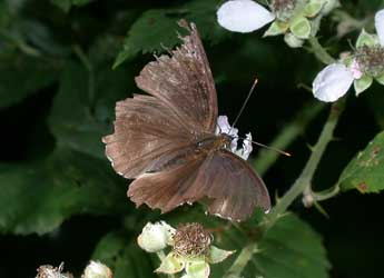 Limenitis camilla L. adulte - Philippe Mothiron