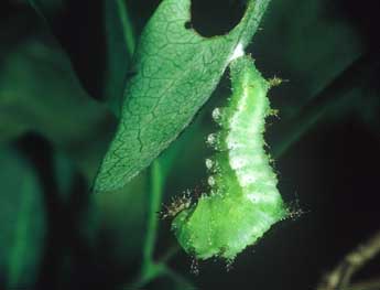  Chenille de Limenitis camilla L. - ©Philippe Mothiron