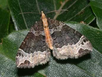 Ecliptopera capitata H.-S. adulte - ©Philippe Mothiron