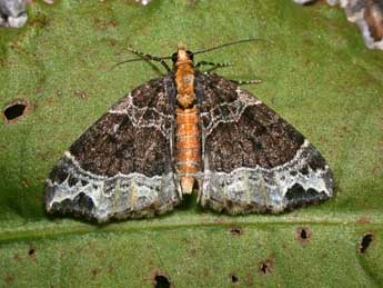 Ecliptopera capitata H.-S. adulte - ©Philippe Mothiron