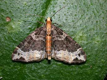 Ecliptopera capitata H.-S. adulte - ©Philippe Mothiron