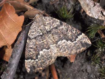 Pungeleria capreolaria D. & S. adulte - Philippe Mothiron