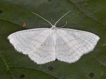 Scopula caricaria Rtti adulte - ©Philippe Mothiron