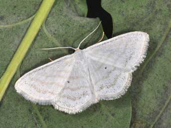 Scopula caricaria Rtti adulte - ©Philippe Mothiron