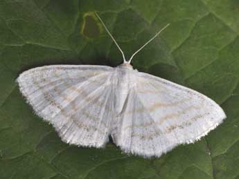 Scopula caricaria Rtti adulte - ©Philippe Mothiron