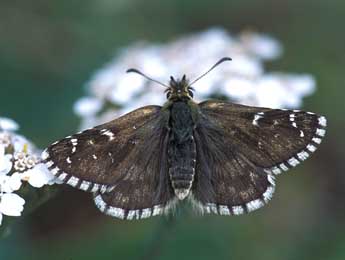 Pyrgus carlinae Rbr adulte - Tristan Lafranchis