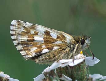 Pyrgus carlinae Rbr adulte - Tristan Lafranchis