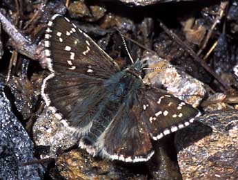 Pyrgus carlinae Rbr adulte - ©Tristan Lafranchis