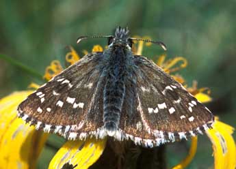 Pyrgus carlinae Rbr adulte - Tristan Lafranchis