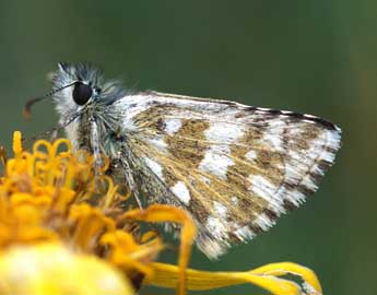 Pyrgus carlinae Rbr adulte - ©Tristan Lafranchis