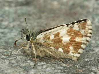 Pyrgus carlinae Rbr adulte - ©Daniel Morel