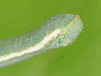  Chenille de Trichopteryx carpinata Bkh. - ©Philippe Mothiron