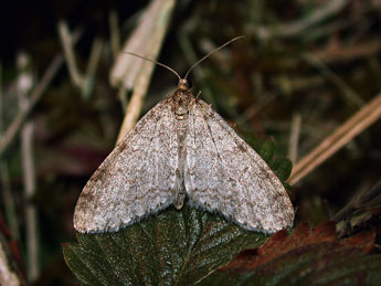 Trichopteryx carpinata Bkh. adulte - ©Philippe Mothiron