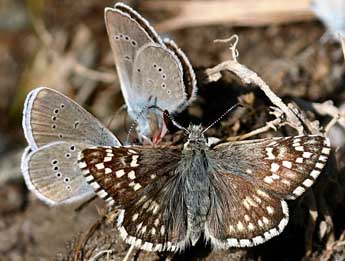 Pyrgus carthami Hb. adulte - ©Daniel Morel