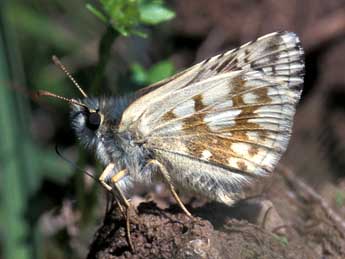 Pyrgus carthami Hb. adulte - ©Tristan Lafranchis