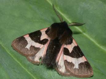 Watsonarctia deserta Bartel adulte - Philippe Mothiron