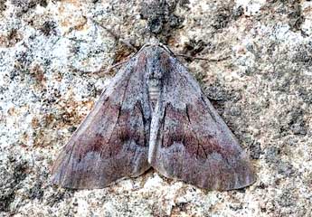 Adalbertia castiliaria Stgr adulte - ©David Demerges