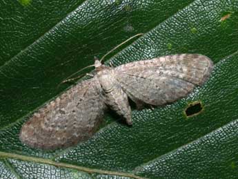 Eupithecia cauchiata Dup. adulte - Philippe Mothiron