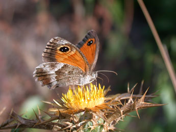 Pyronia cecilia Vall. adulte - ©Philippe Mothiron