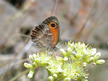 Pyronia cecilia Vall. adulte - ©Philippe Mothiron