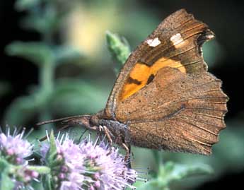 Libythea celtis Laich. adulte - Tristan Lafranchis