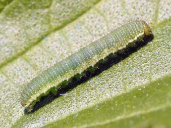  Chenille de Libythea celtis Laich. - ©Michel Rouch