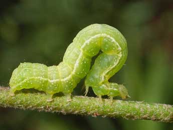  Chenille de Chrysodeixis chalcites Esp. - ©basc- www.insecte.org