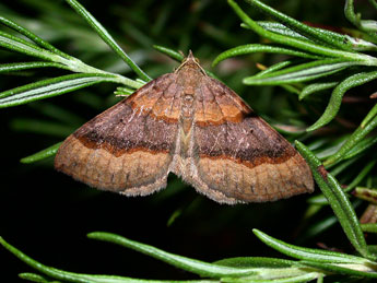 Scotopteryx chenopodiata L. adulte - ©Philippe Mothiron