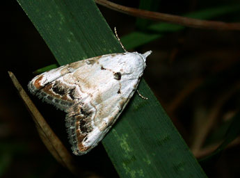 Nola infantula Kitt adulte - Philippe Mothiron