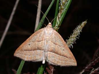 Petrophora chlorosata Scop. adulte - Philippe Mothiron